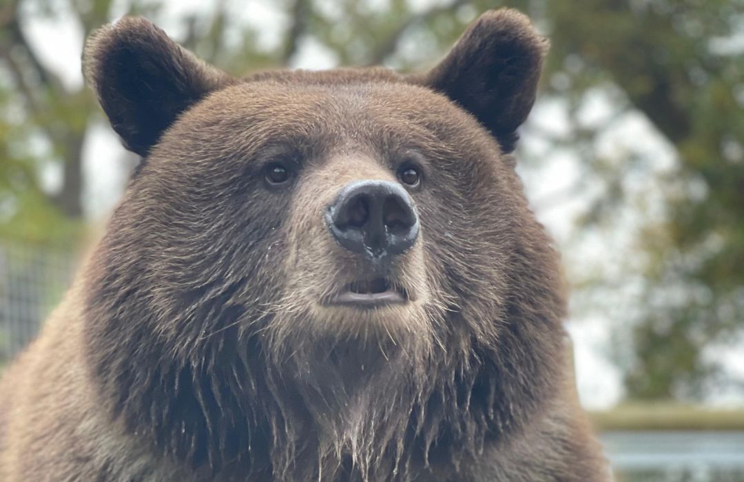 Brown bear Jimmys Farm Brown bear Jimmys Farm
