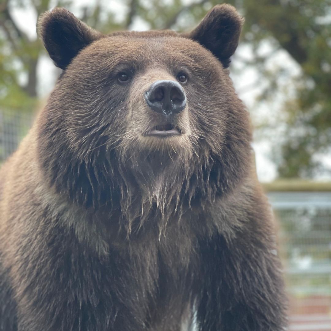 Brunhilda Brown Bear Brunhilda Brown Bear