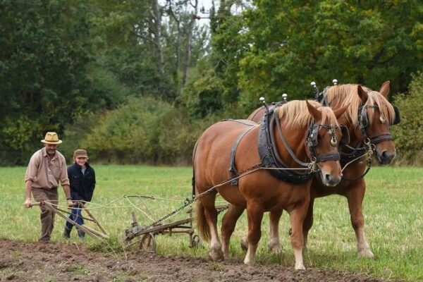 Gressenhall Farm & Workhouse | History, Heritage & Family Fun