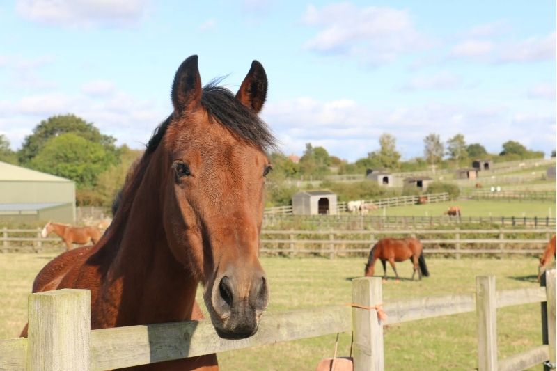 Redwings Horse Sanctuary Aylsham, Norfolk Redwings Horse Sanctuary Aylsham, Norfolk