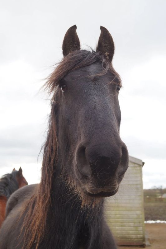 Redwings Horse Sanctuary Aylsham, Norfolk Redwings Horse Sanctuary Aylsham, Norfolk