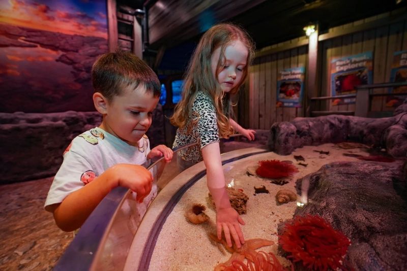 Sea Life, Hunstanton & Great Yarmouth Sea Life, Hunstanton & Great Yarmouth